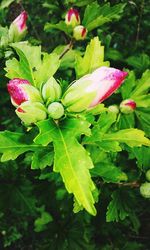 Close-up of pink flowers