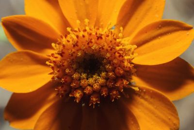 Close-up of yellow flower