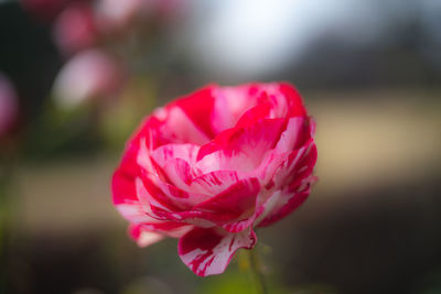 Close-up of pink rose