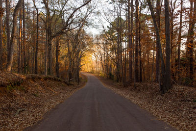 Road passing through forest