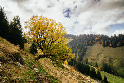 Trees on field against sky