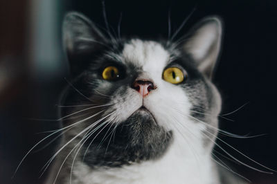 Close-up portrait of cat