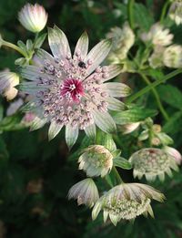 Close-up of pink flower