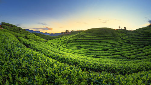 Scenic view of agricultural field against clear sky