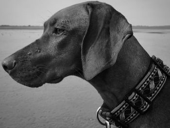 Close-up of dog looking away