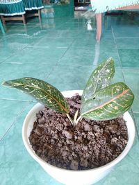 High angle view of potted plant in swimming pool