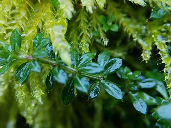 Close-up of green leaves