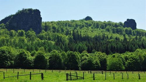 Trees on field against clear sky