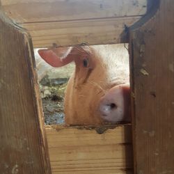 Close-up of cow in barn