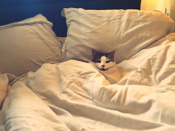 Portrait of cat lying on bed at home