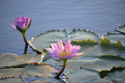 Close-up of pink water lily in lake