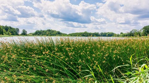 Scenic view of field against sky