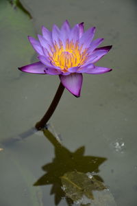 Temple lotus flower, bali