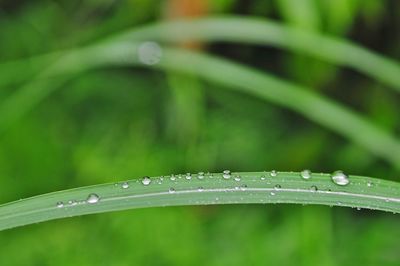 Close-up of water drops on leaf