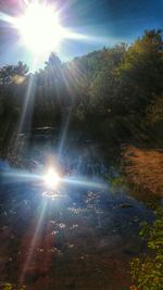 Sun shining through trees