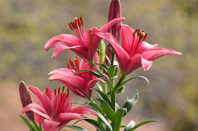 Close-up of pink flowering plant