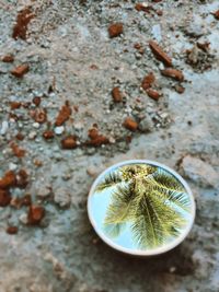 High angle view of leaf on rock. mirror reflecting coconut tree leaves 