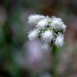 Close-up of white dandelion flower