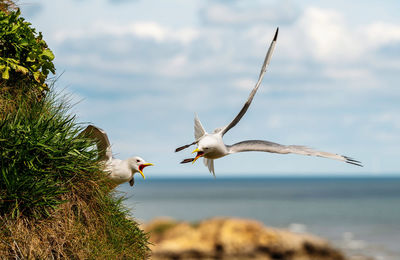 Seagulls flying in the sky