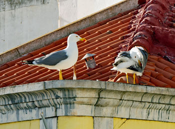 Low angle view of seagull perching on roof against building