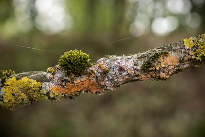 Close-up of moss growing on tree trunk