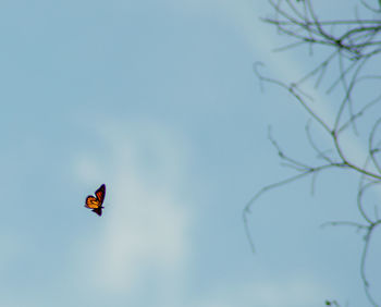 Low angle view of bird flying in sky