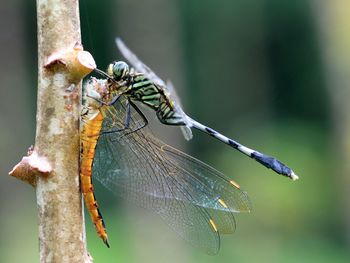 Close-up of insect on web