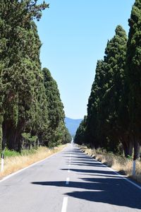 Long pine lane in italy warm wind everywhere summer is here