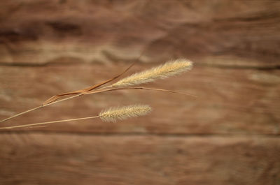 Close-up of dried plant