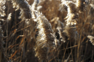 Close-up of stalks in field