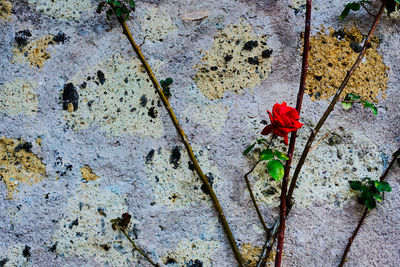 High angle view of red rose on plant