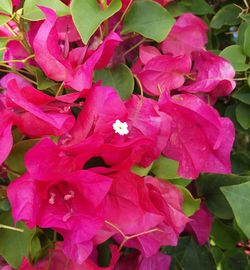 Full frame shot of pink bougainvillea blooming outdoors