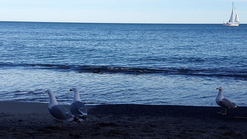 View of seagulls on sea shore