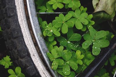 High angle view of raindrops on leaf