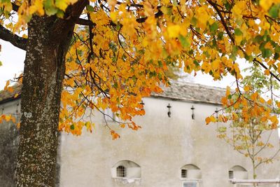 Low angle view of autumn tree