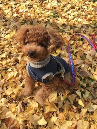 High angle view of dog on leaves during autumn