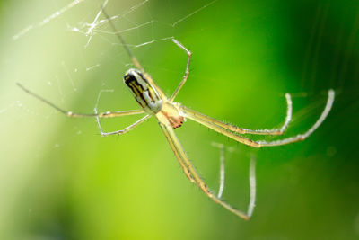 Close-up of spider on web