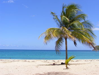 Palm tree on beach against blue sky