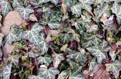 Full frame shot of leaves