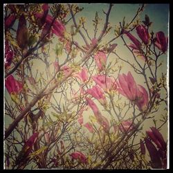 Low angle view of pink flowers