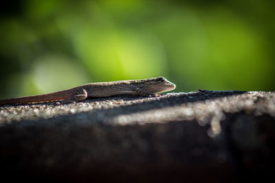 Close-up of lizard on rock