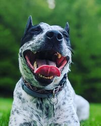 Close-up of a dog looking away