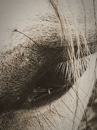 Close-up of horse in water