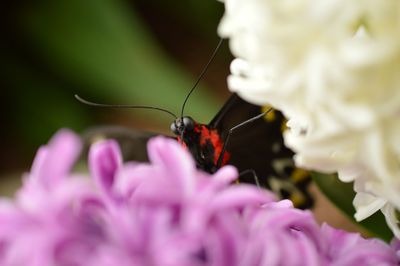 Close-up of insect on flower