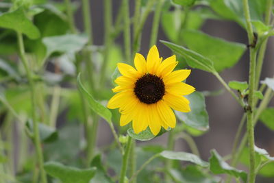 Close-up of yellow flower