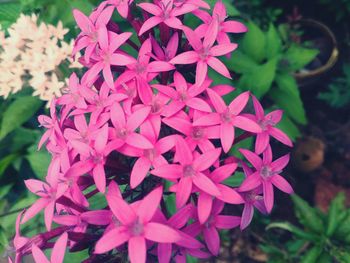 Close-up of pink flowers