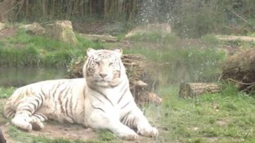 Tiger relaxing in grass