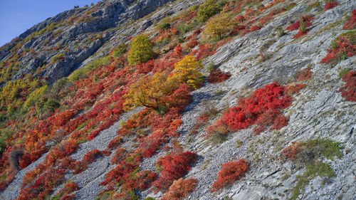Full frame shot of multi colored rock on land
