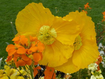 Close-up of yellow flowers