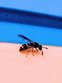 Close-up of insect on blue surface